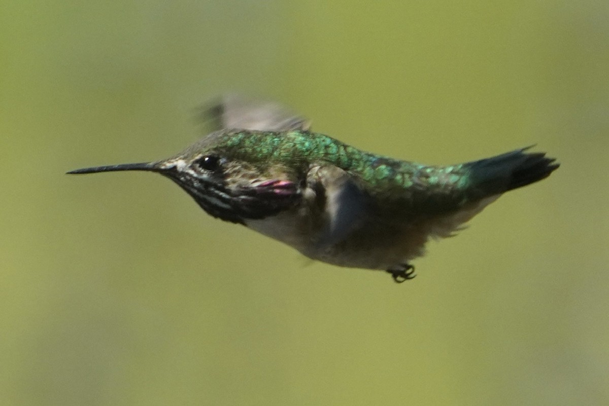 Calliope Hummingbird - ML616563669