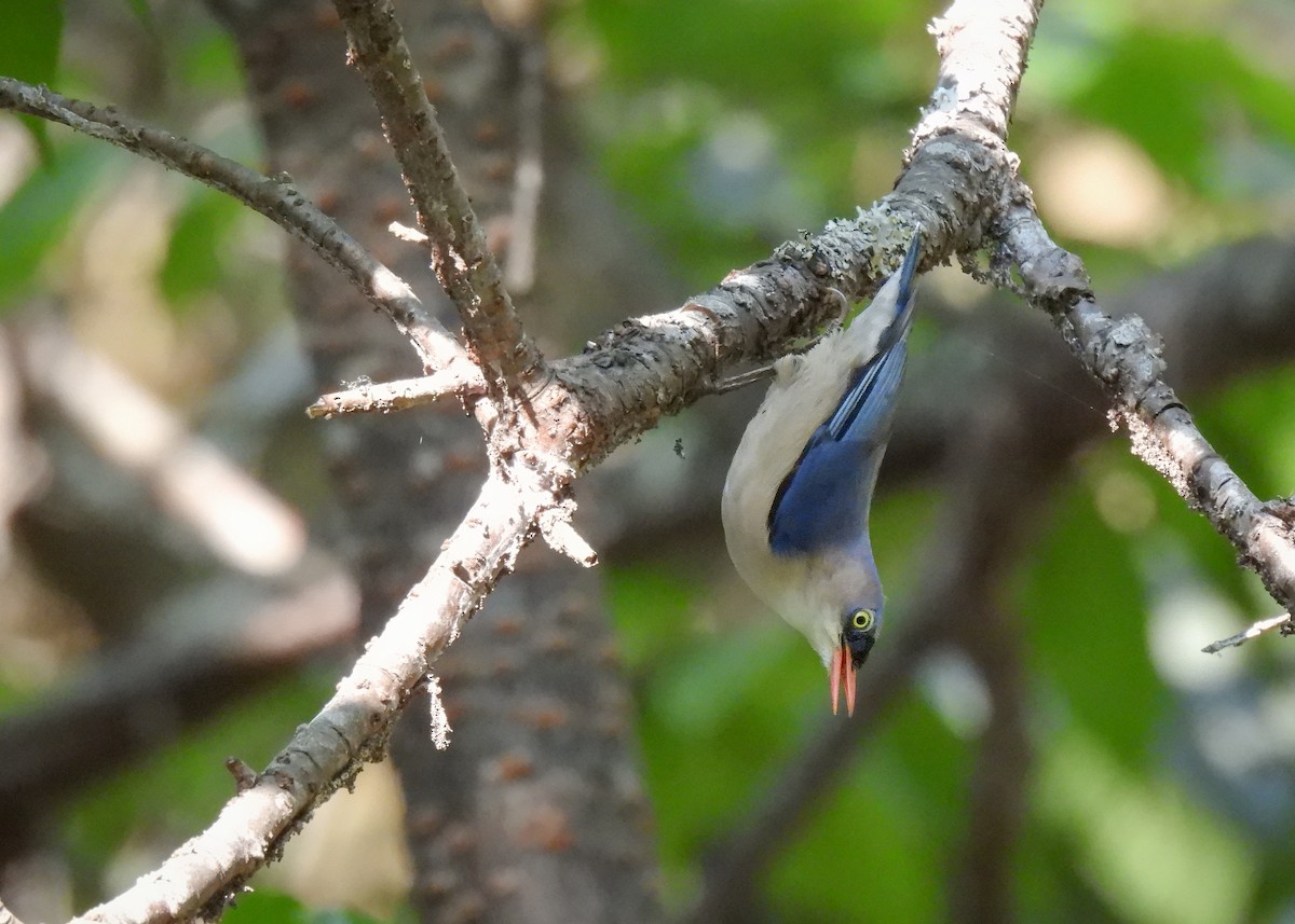 Velvet-fronted Nuthatch - ML616563710