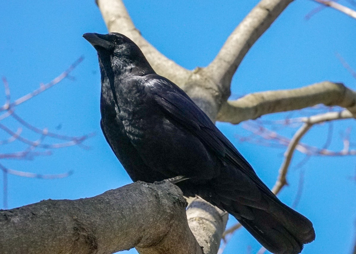 American Crow - ML616563806
