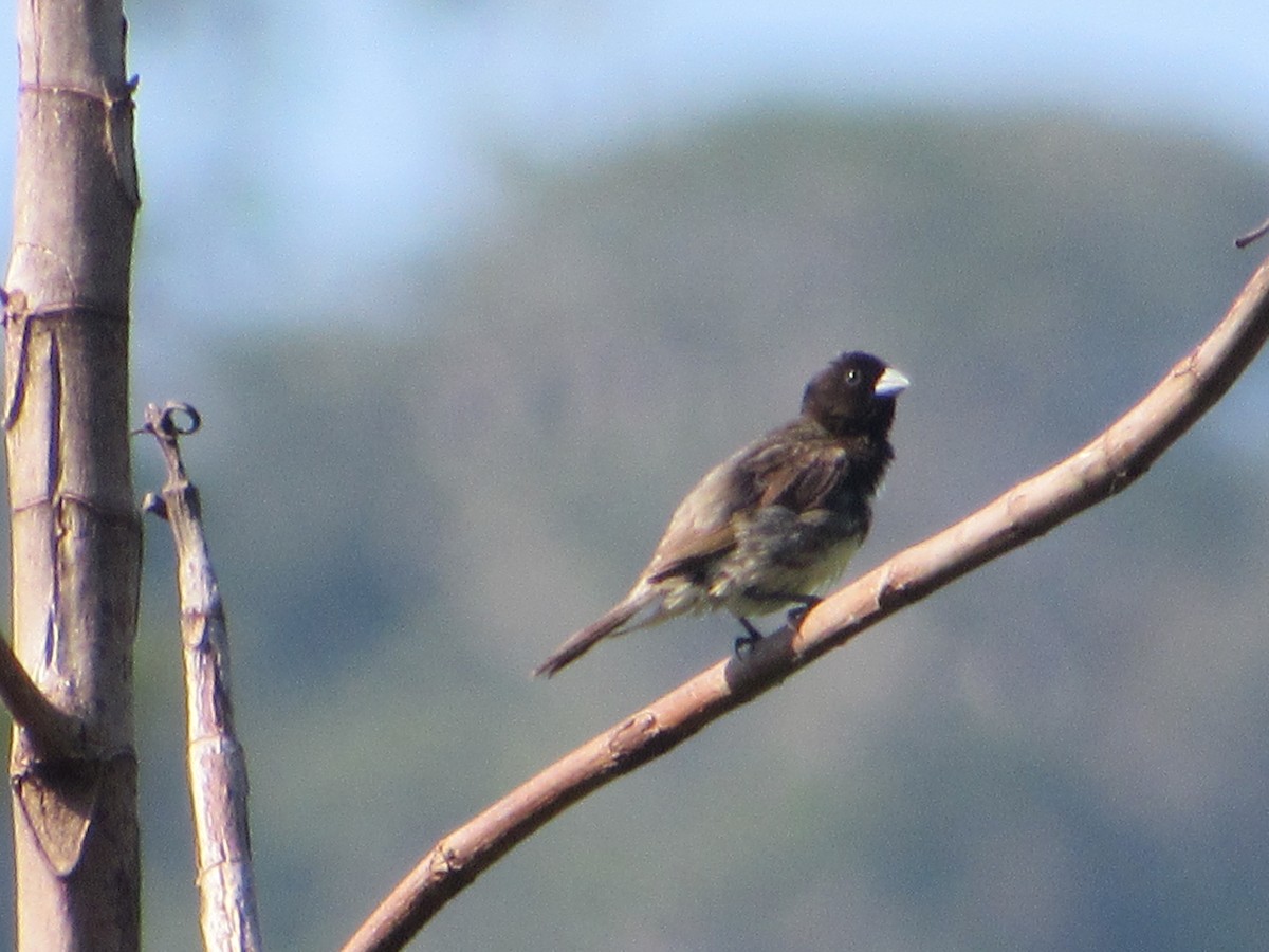 Yellow-bellied Seedeater - ML616563887