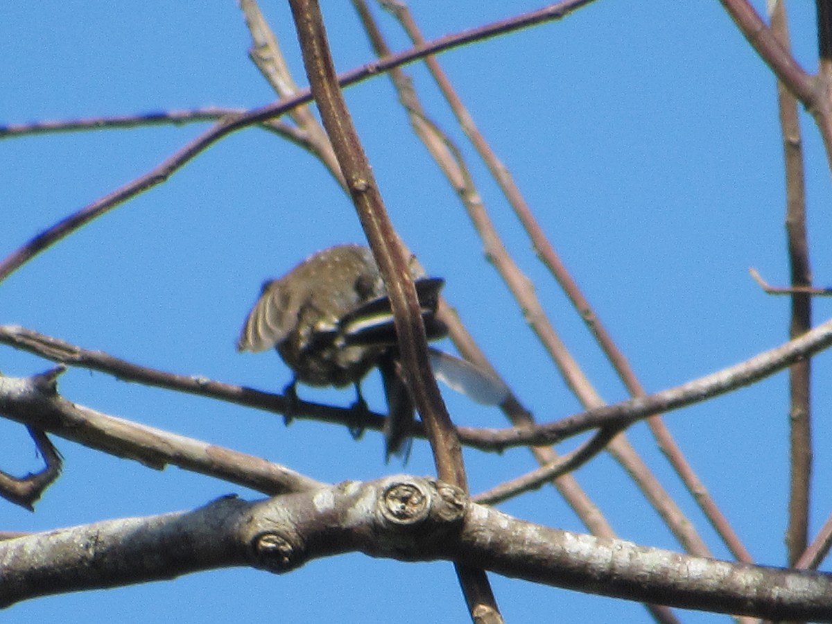 new world piculet sp. - ML616563903