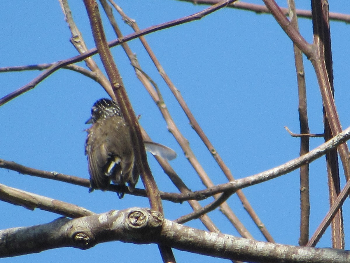 new world piculet sp. - ML616563906