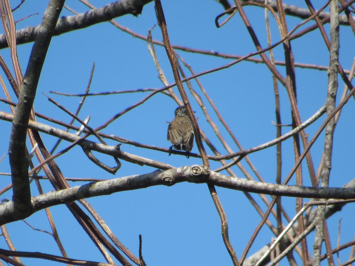 new world piculet sp. - ML616563907