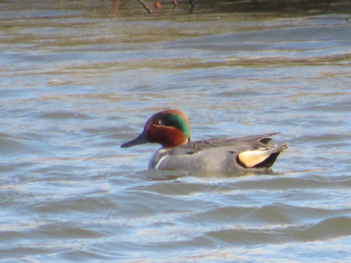 Green-winged Teal - ML616564011