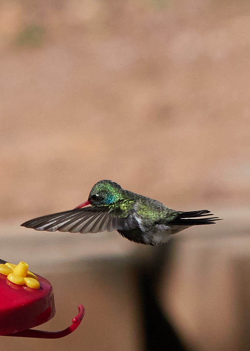 Broad-billed Hummingbird - ML616564047