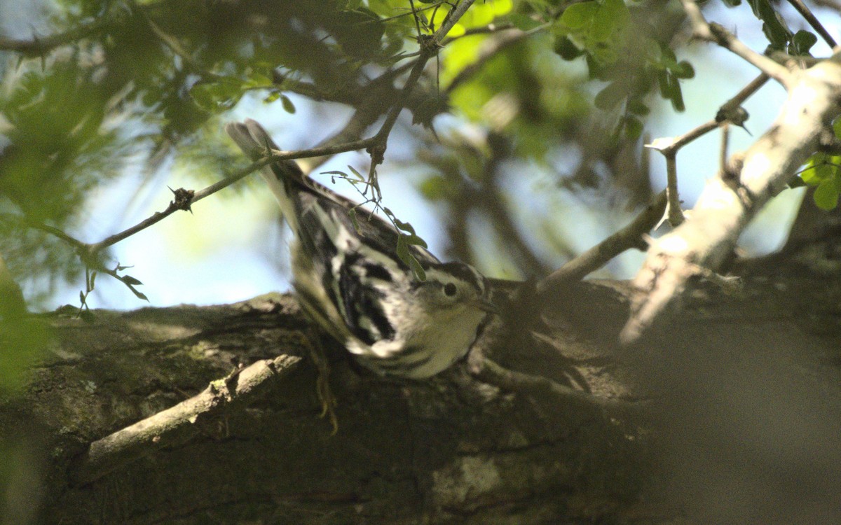 Black-and-white Warbler - ML616564057