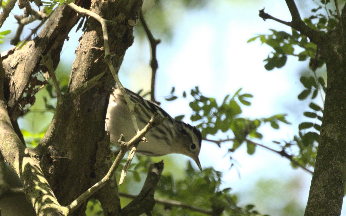 Black-and-white Warbler - ML616564059