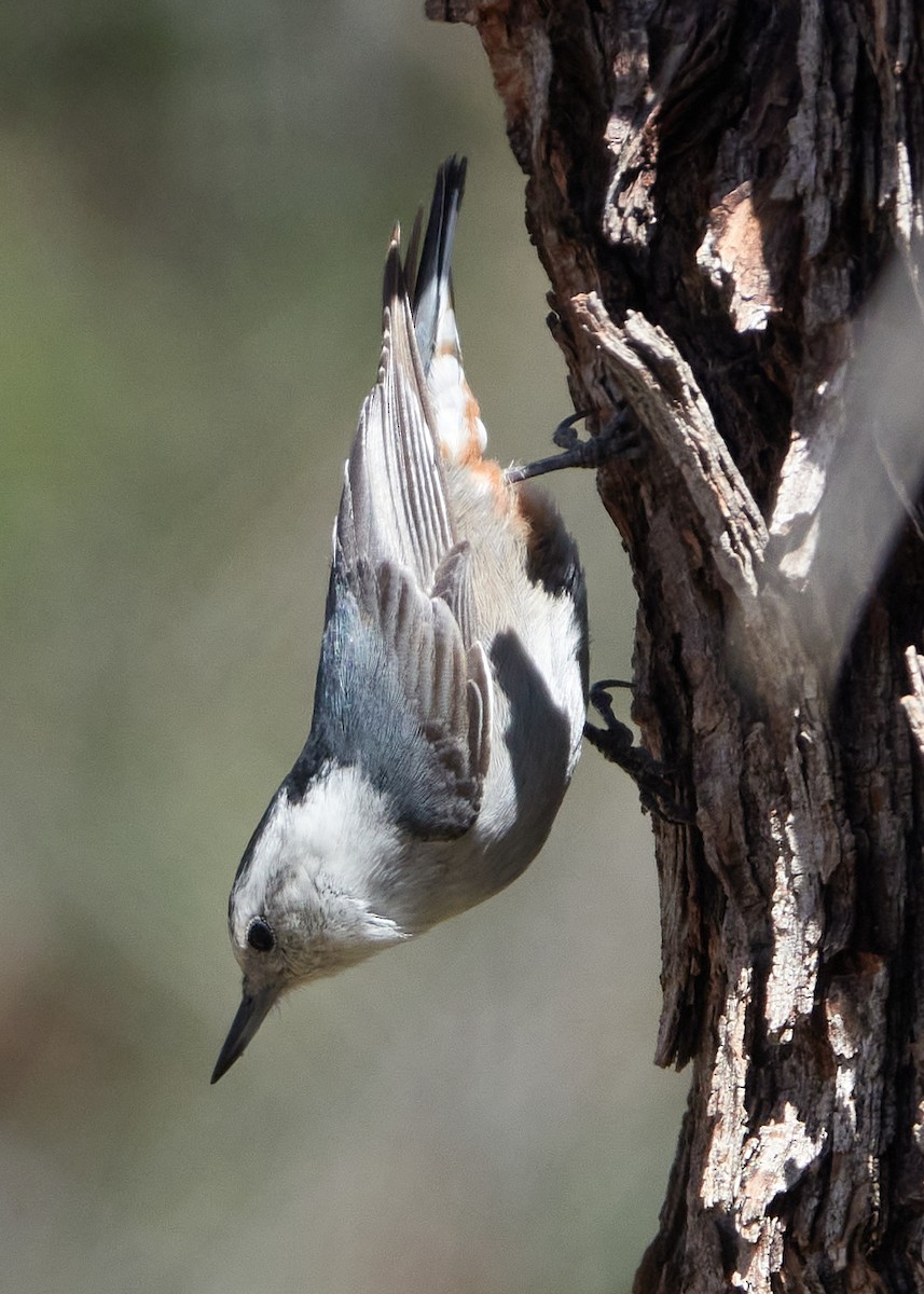 White-breasted Nuthatch - ML616564180