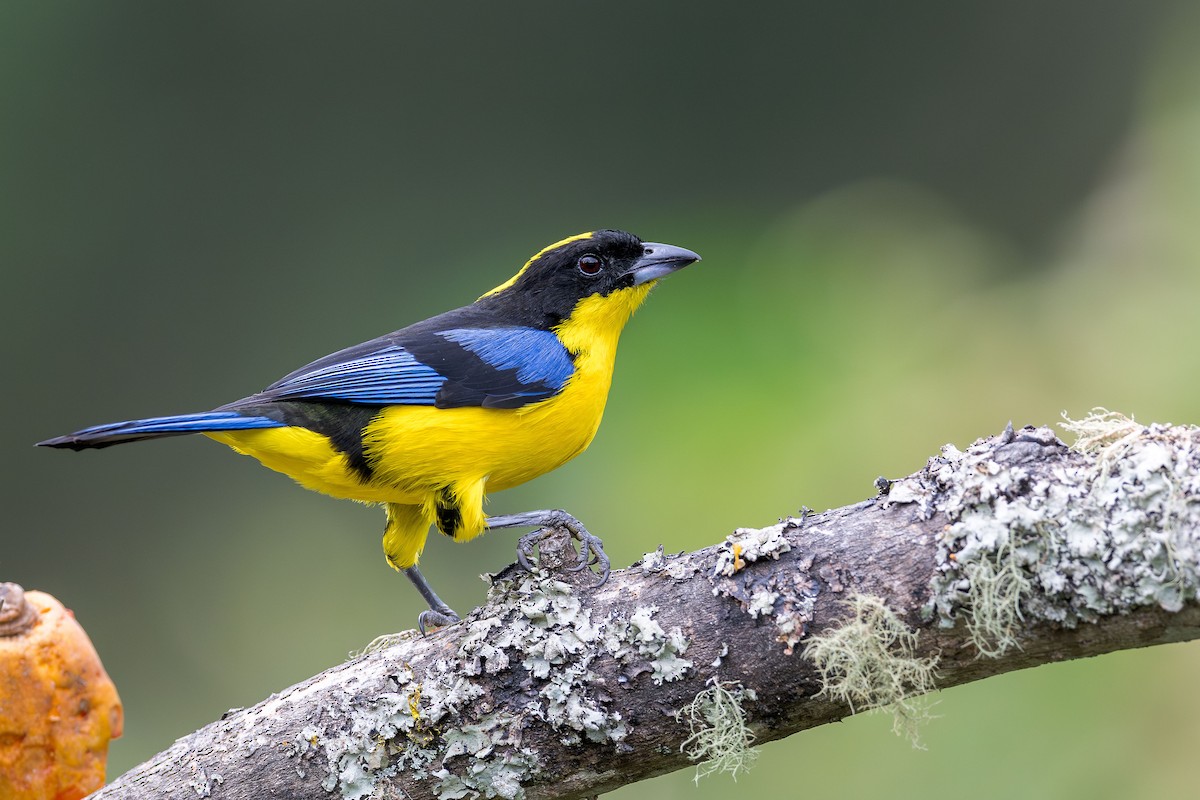 Blue-winged Mountain Tanager (Blue-winged) - ML616564251