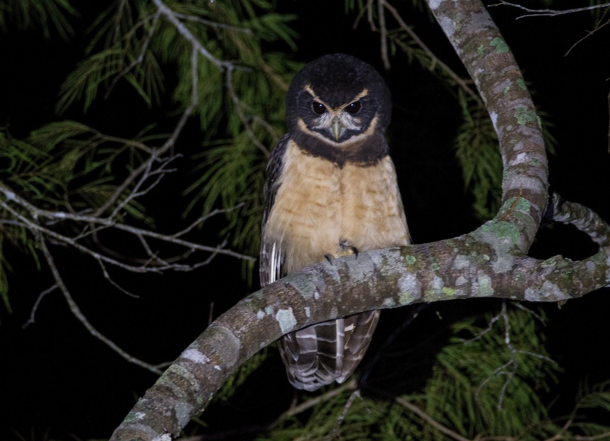 Tawny-browed Owl - ML616564274