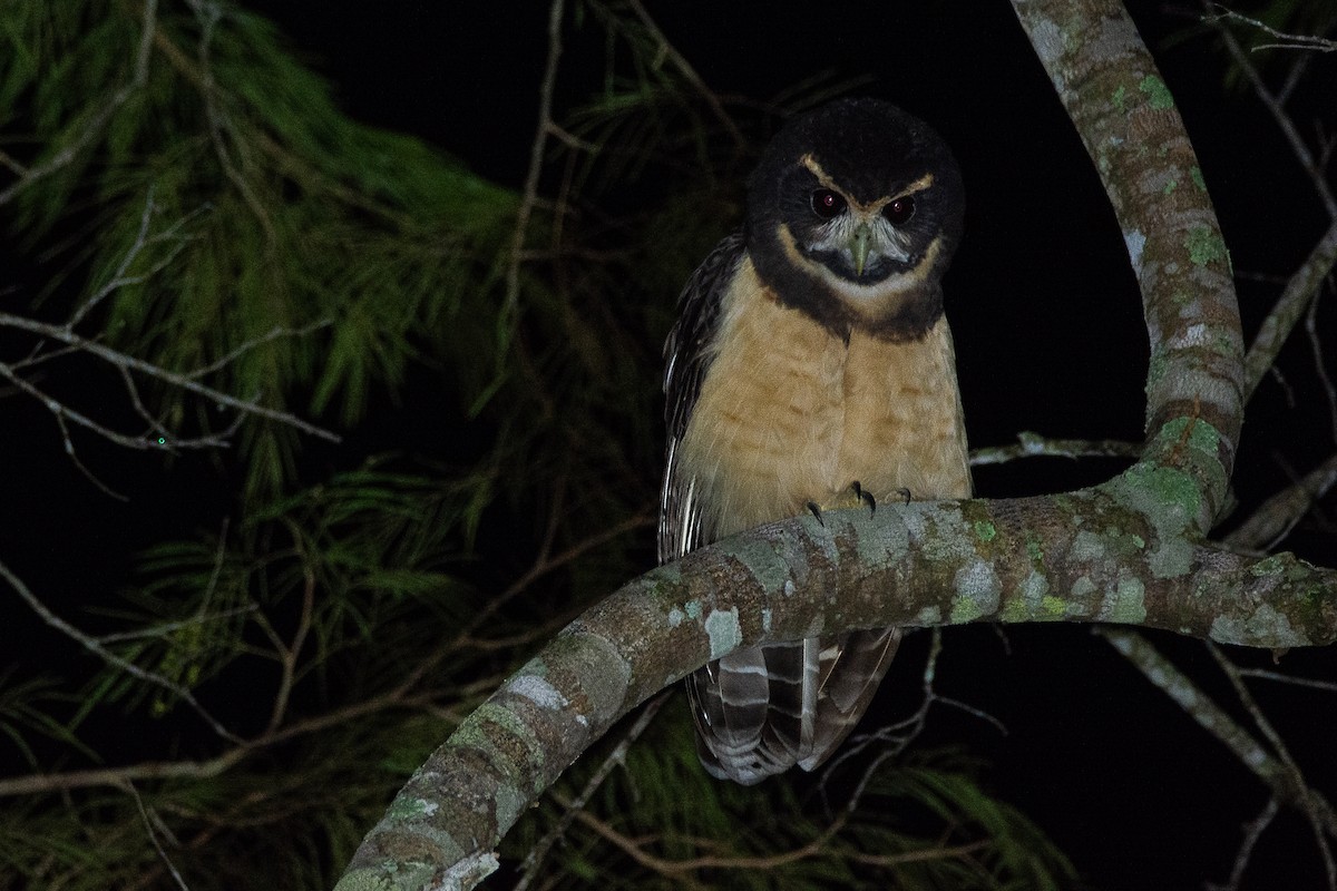 Tawny-browed Owl - ML616564275