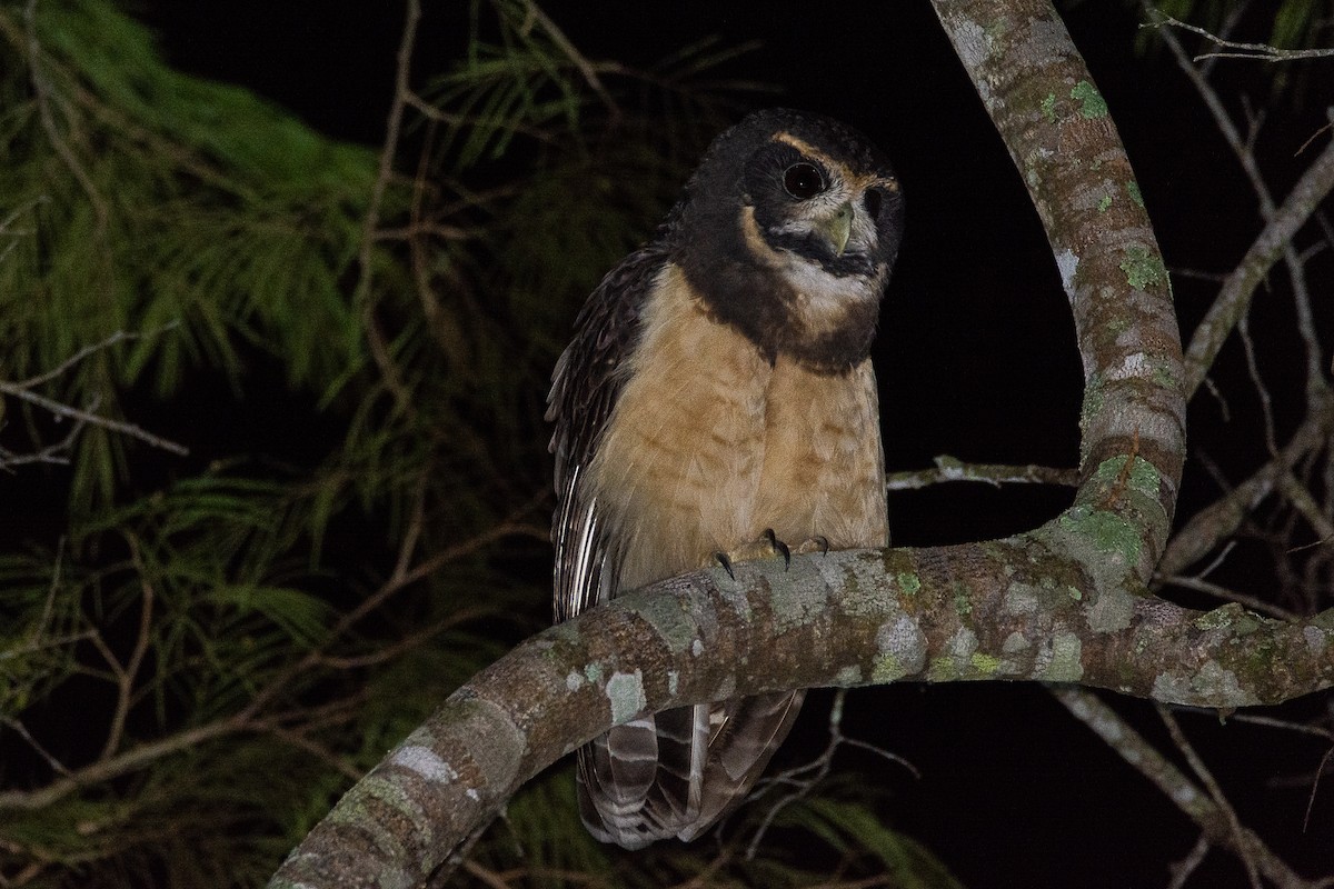 Tawny-browed Owl - ML616564278