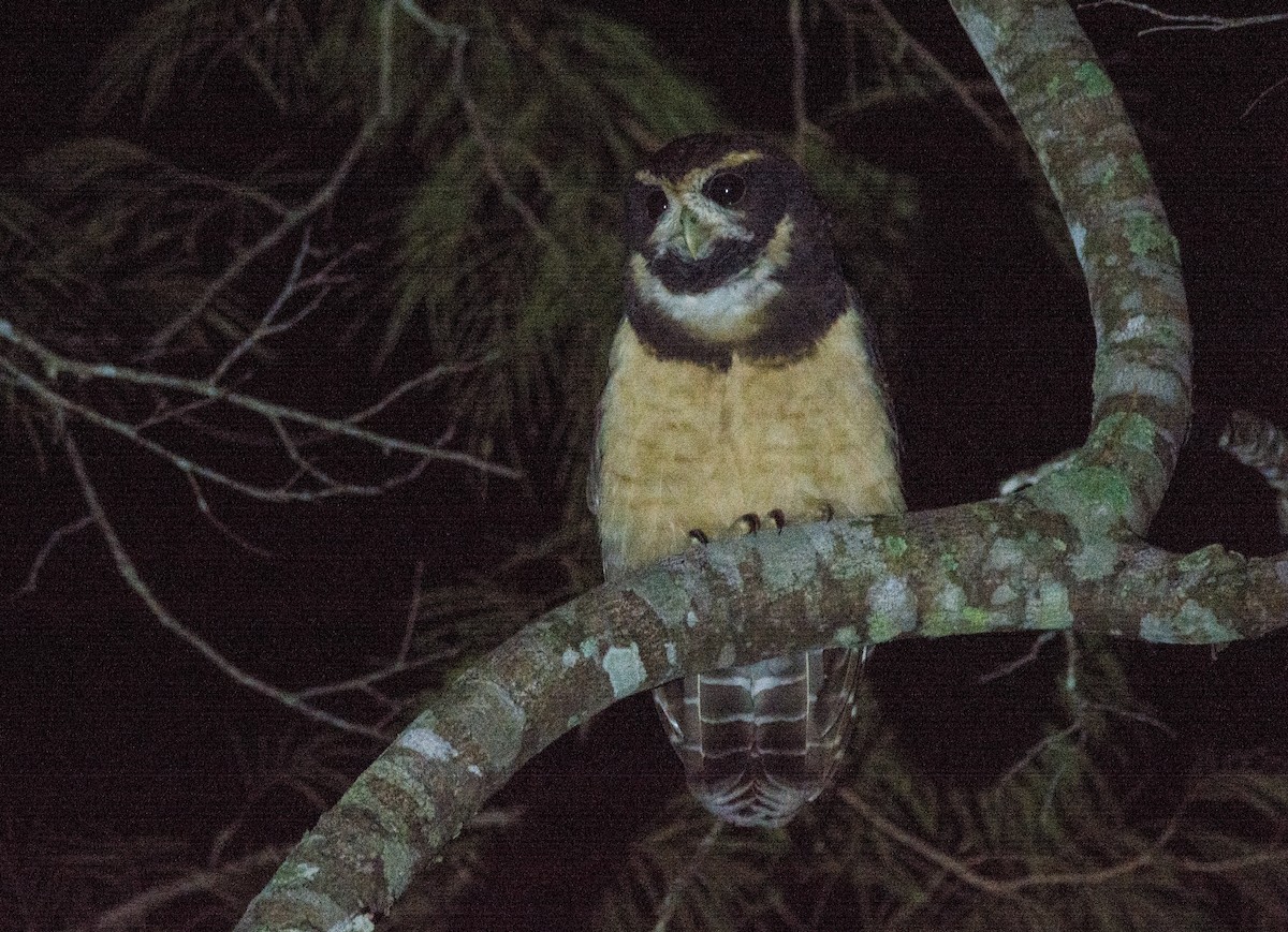 Tawny-browed Owl - ML616564279