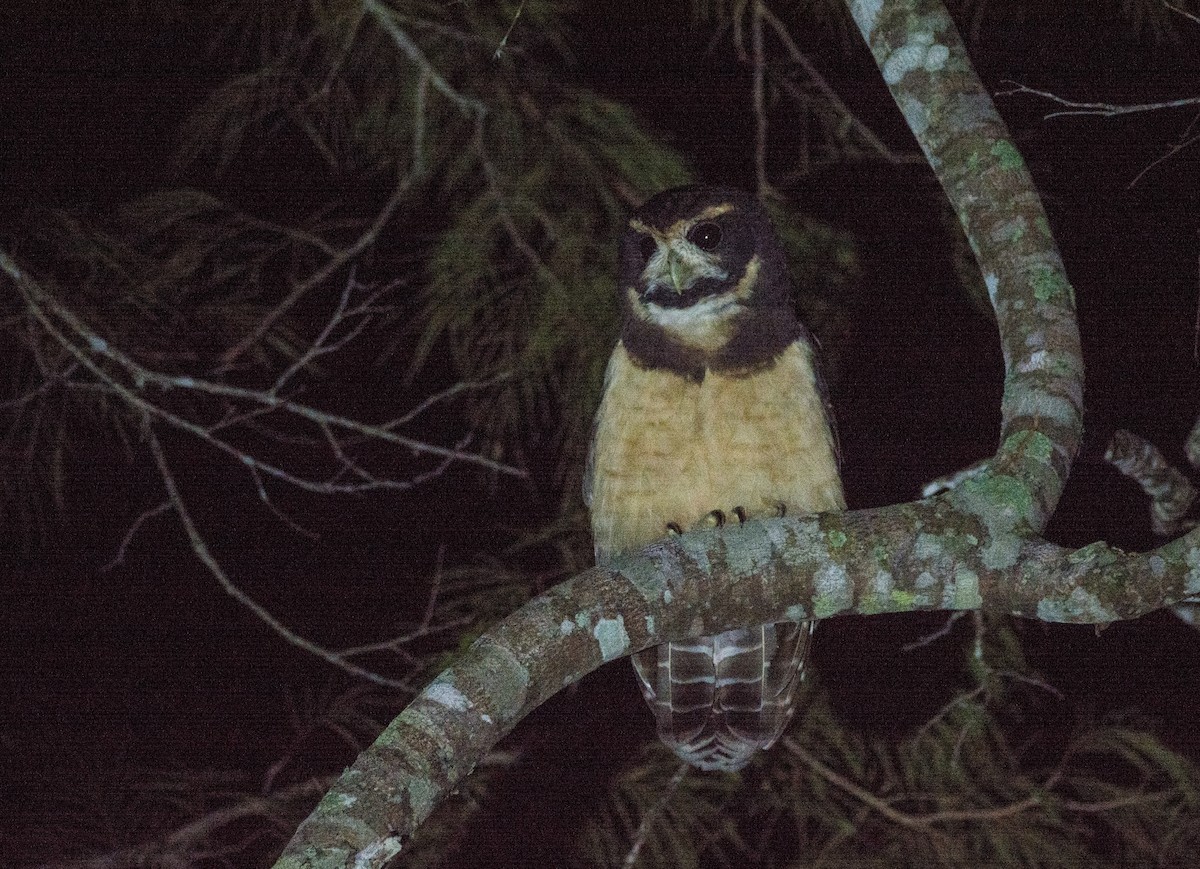 Tawny-browed Owl - ML616564281