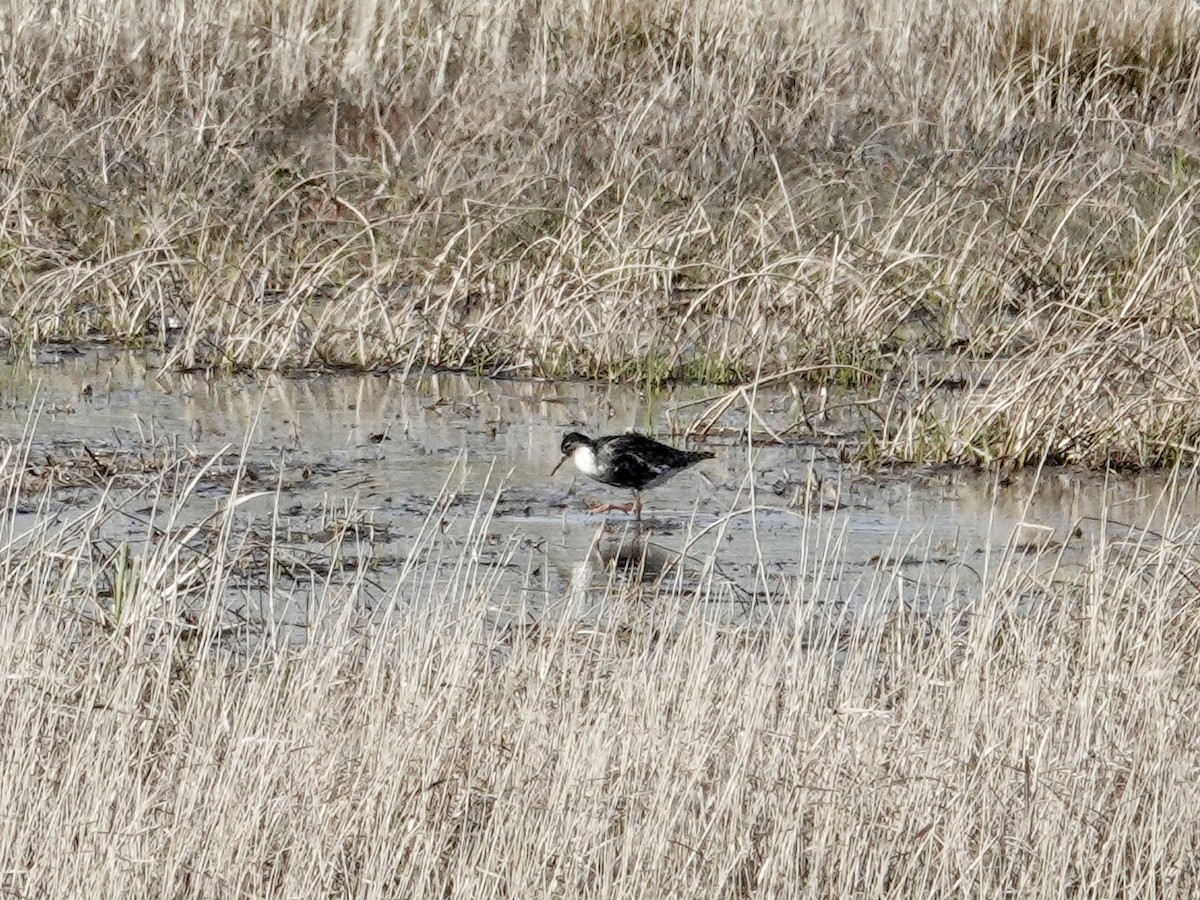 eBird Checklist 27 Mar 2024 Walmart, Richton Park 14 species