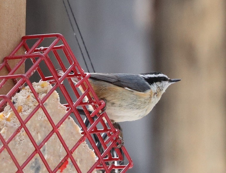 Red-breasted Nuthatch - ML616564310