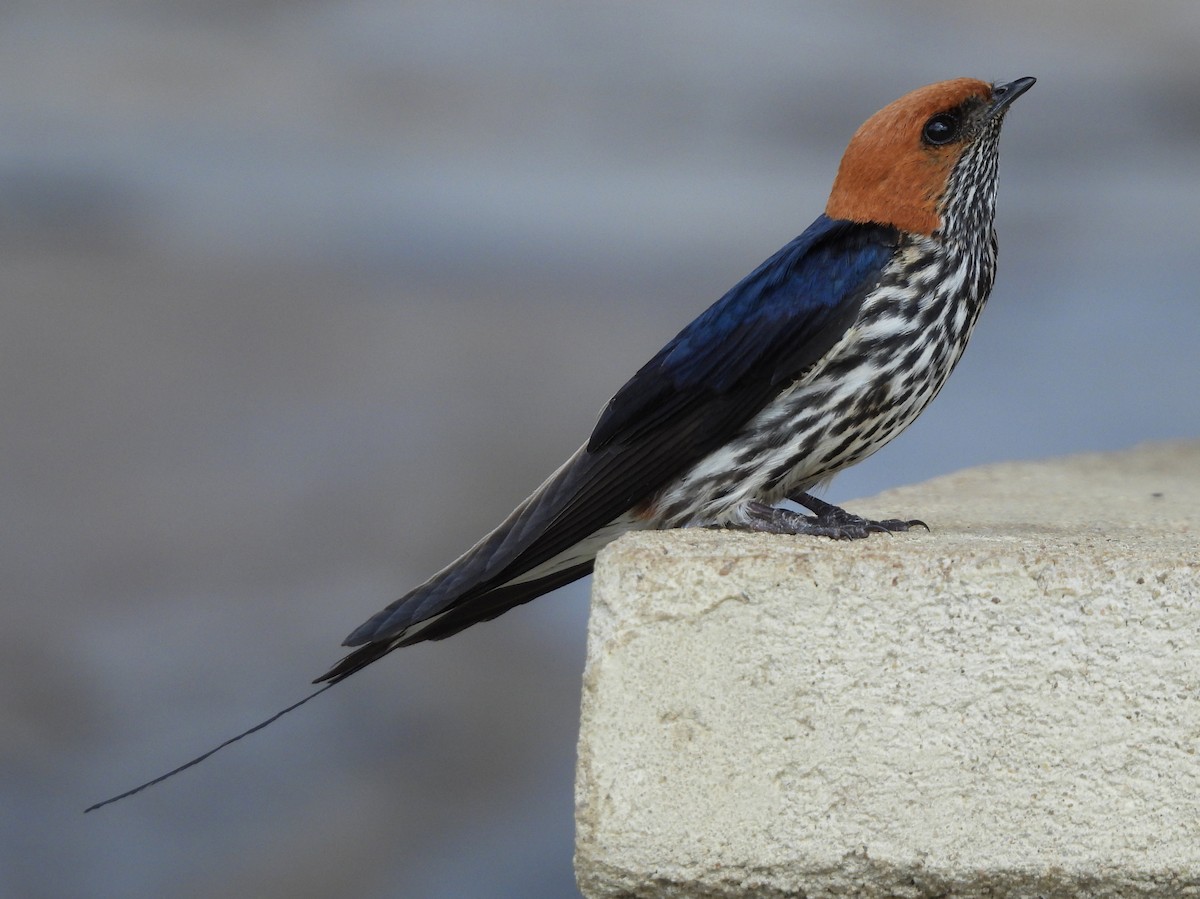 Lesser Striped Swallow - ML616564338