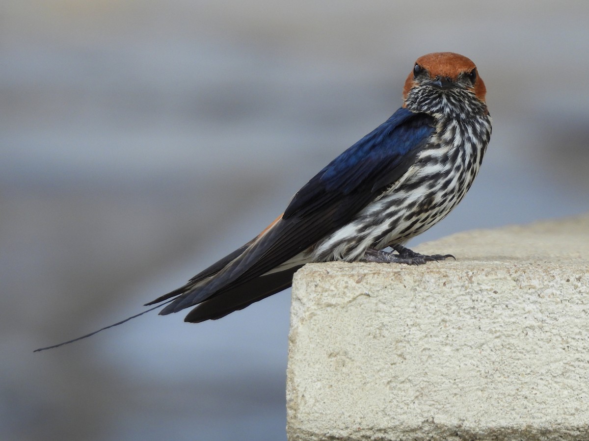 Lesser Striped Swallow - ML616564356