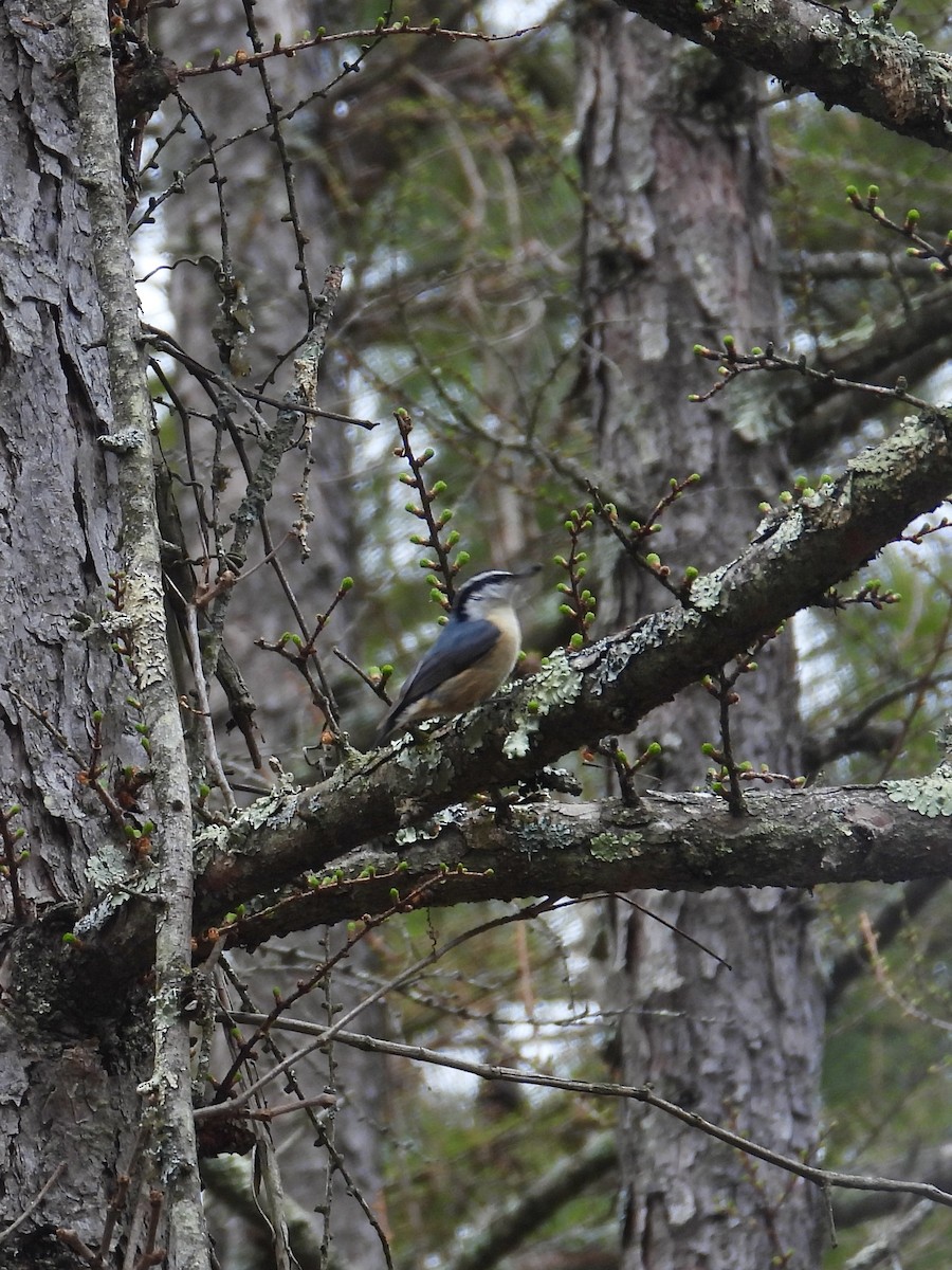 Red-breasted Nuthatch - ML616564360