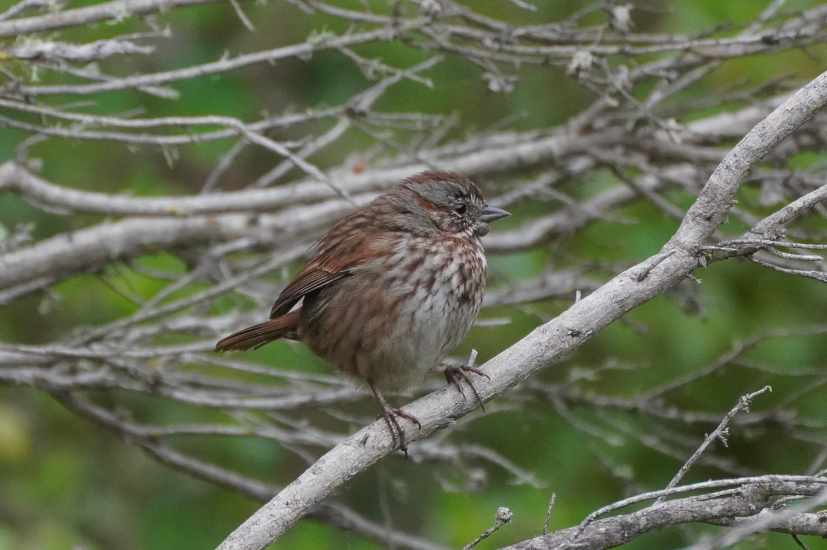 Song Sparrow (montana/merrilli) - ML616564421