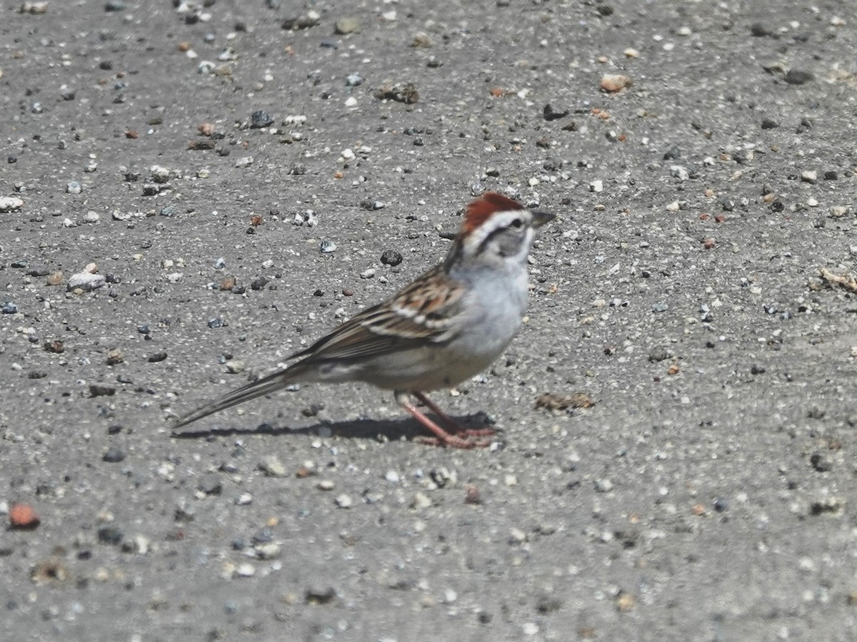 Chipping Sparrow - ML616564432