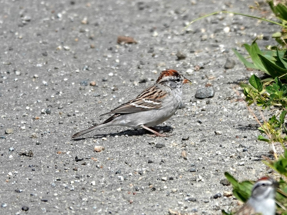 Chipping Sparrow - Norman Uyeda