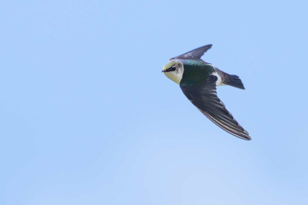 Violet-green Swallow - ML616564508