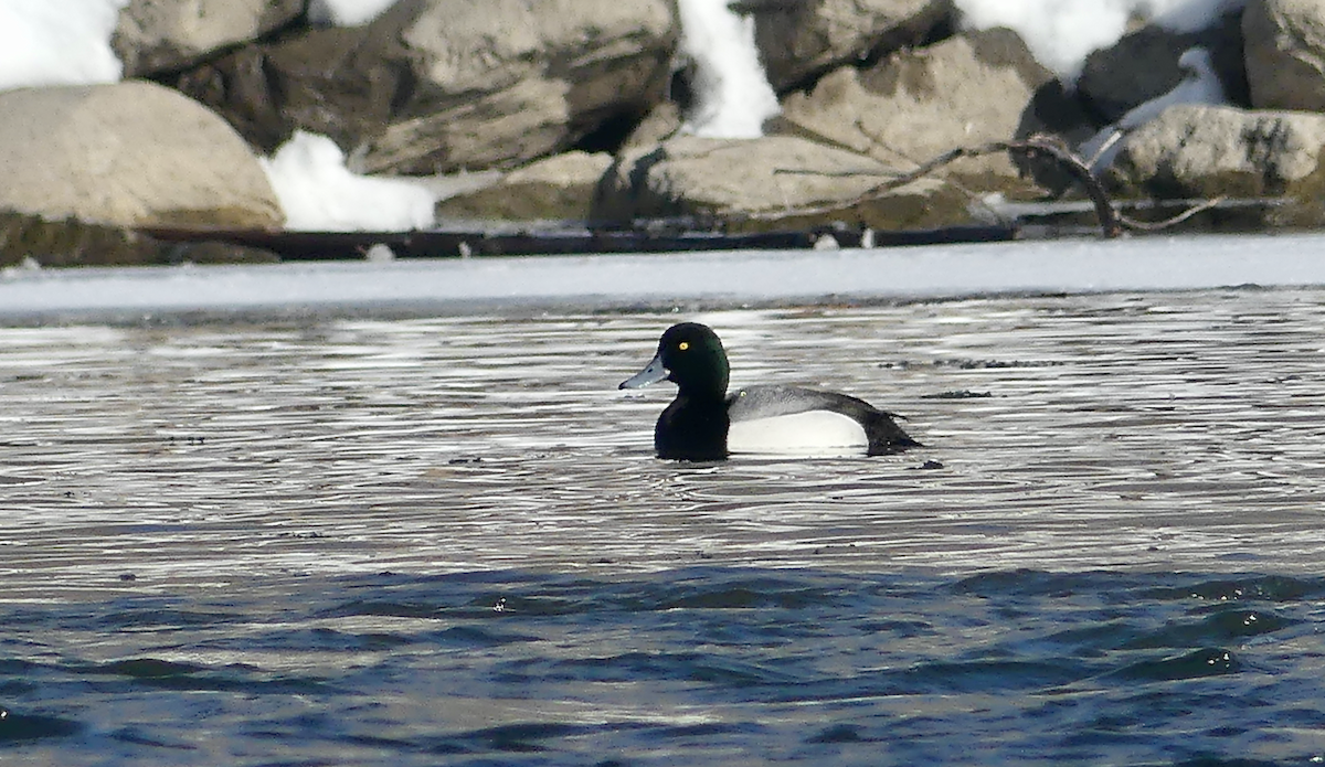 Greater Scaup - ML616564509