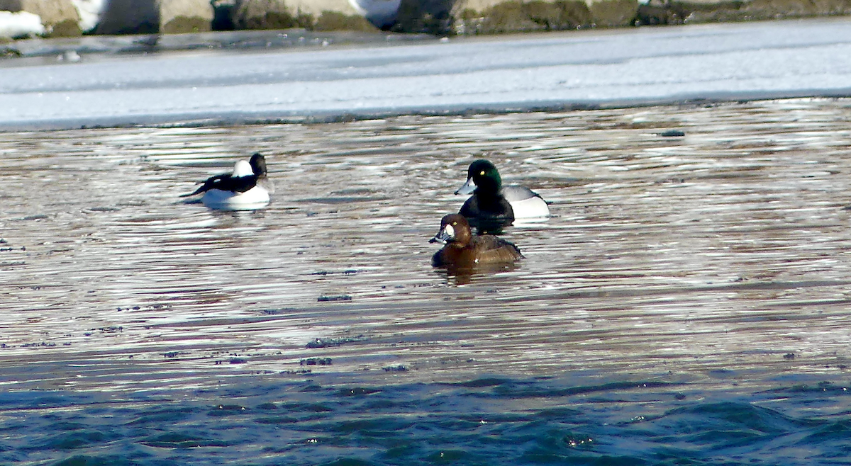 Greater Scaup - ML616564513
