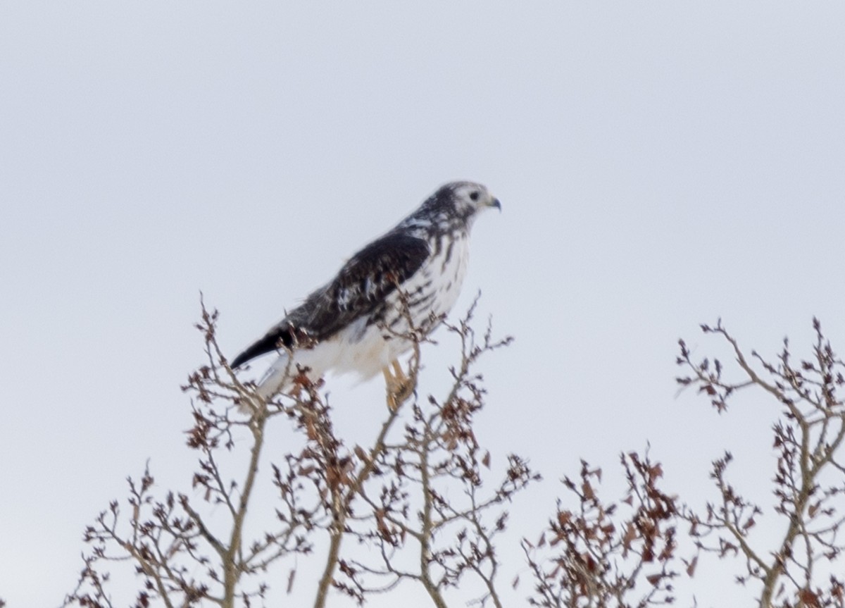 Red-tailed Hawk (Harlan's) - J Smith