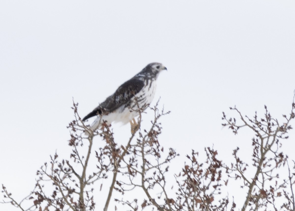 Red-tailed Hawk (Harlan's) - J Smith