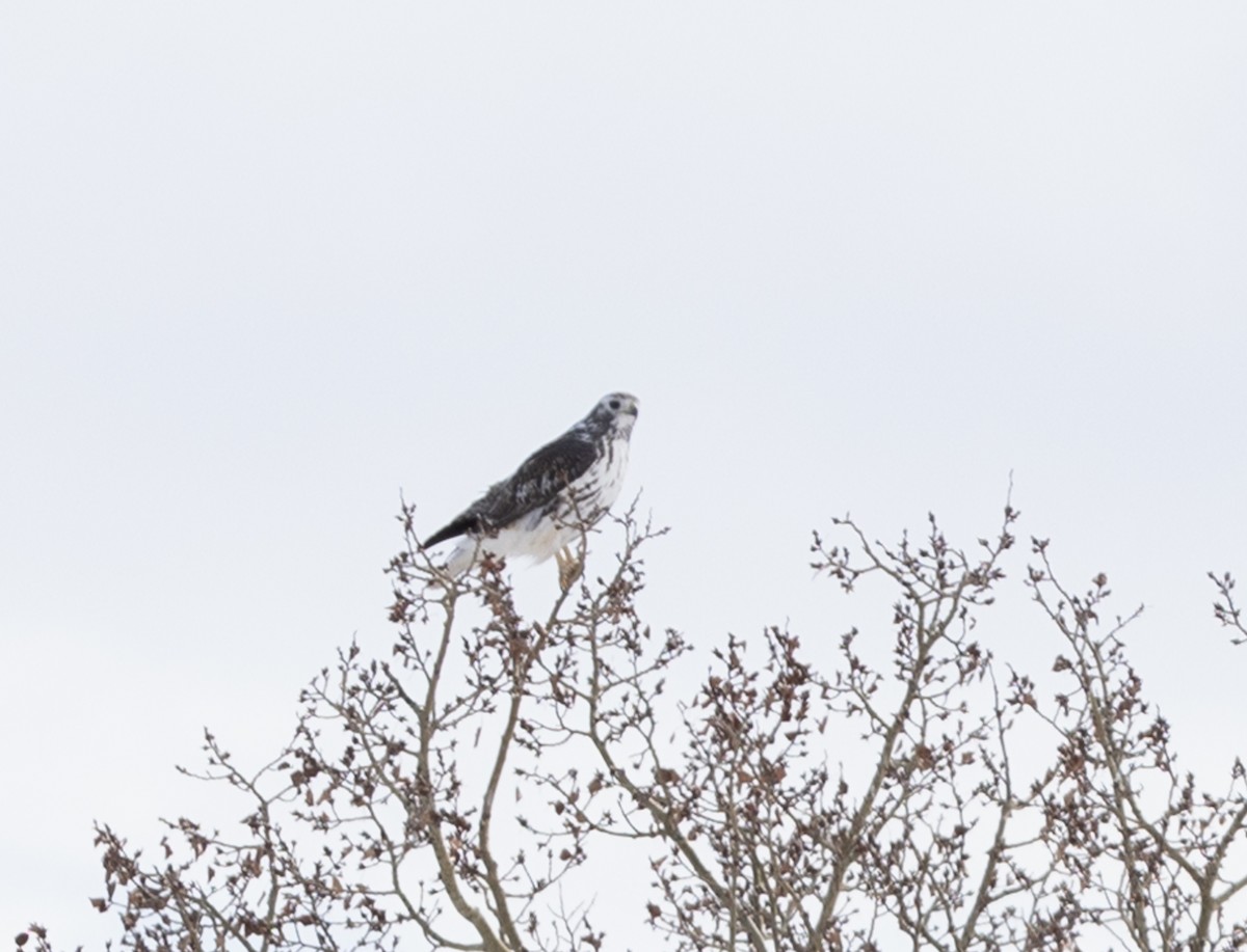 Red-tailed Hawk (Harlan's) - ML616564519