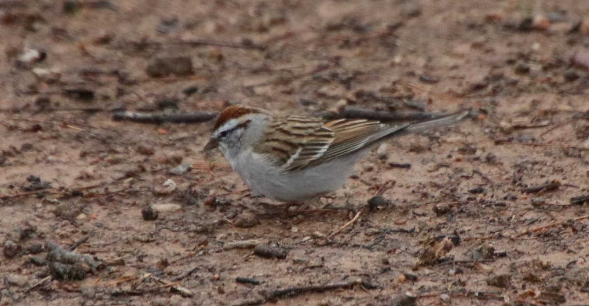 Chipping Sparrow - ML616564523