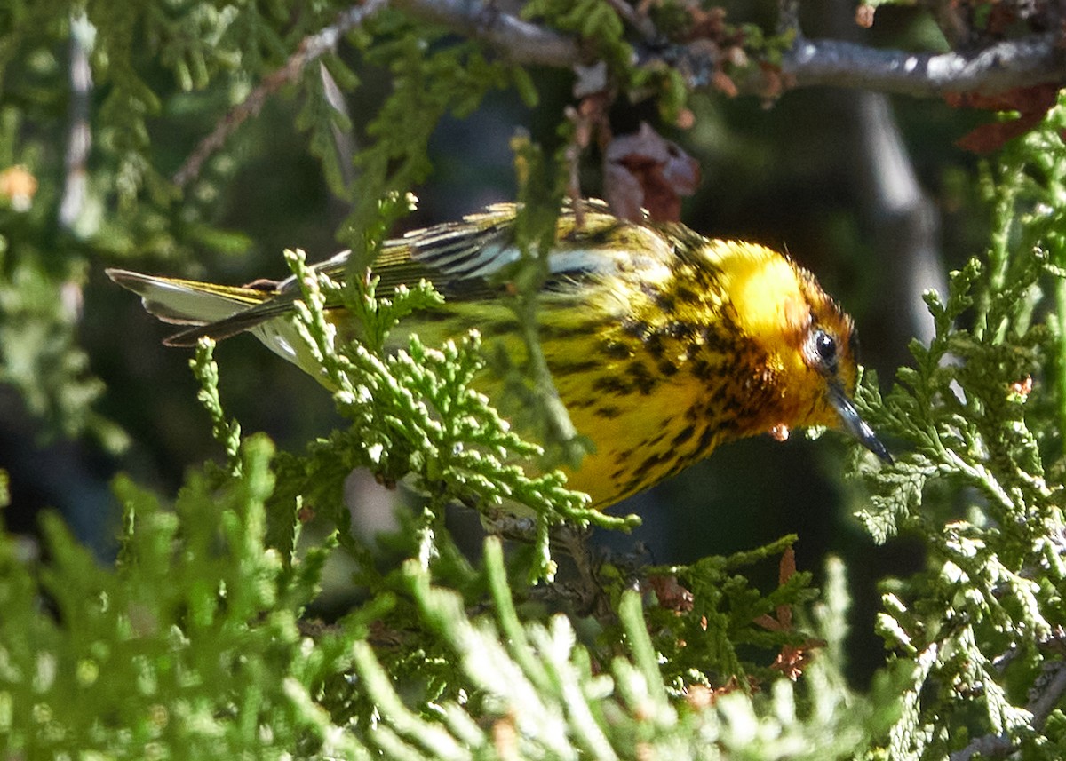 Cape May Warbler - ML616564581