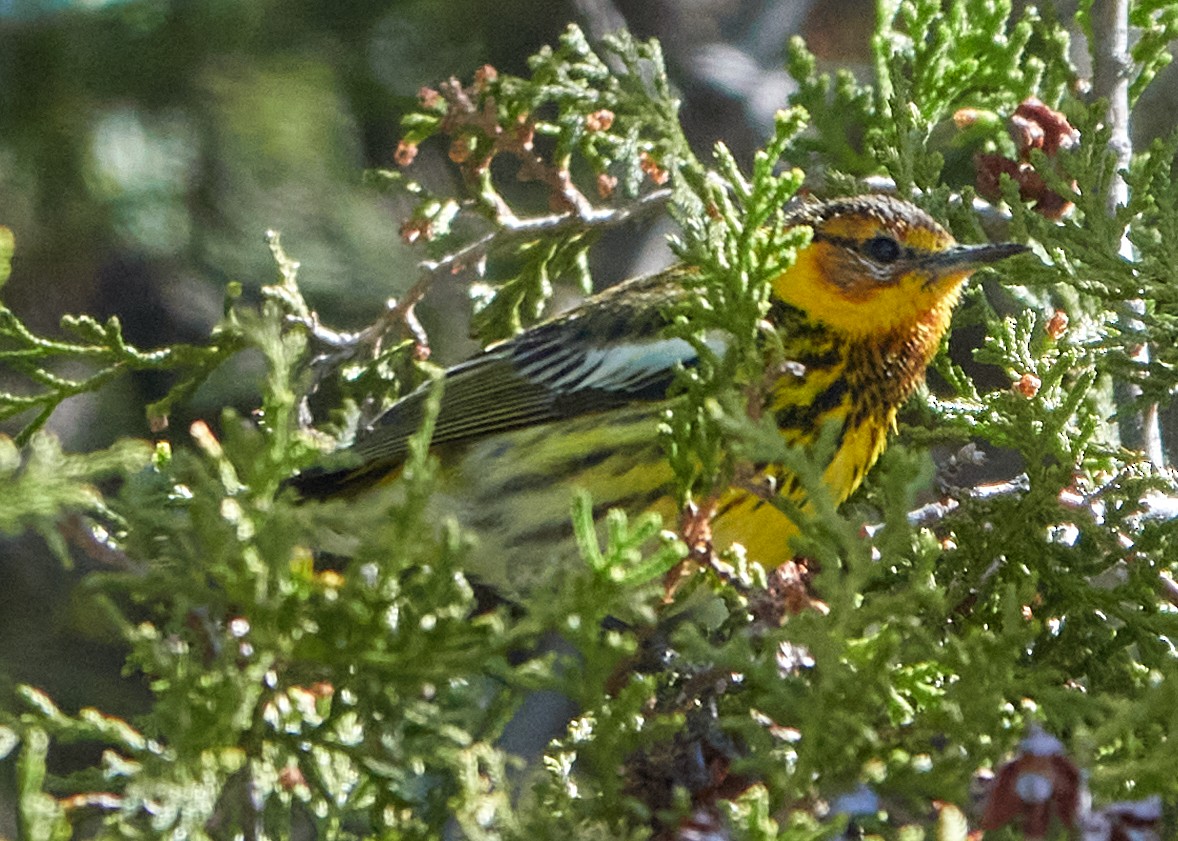 Cape May Warbler - ML616564595
