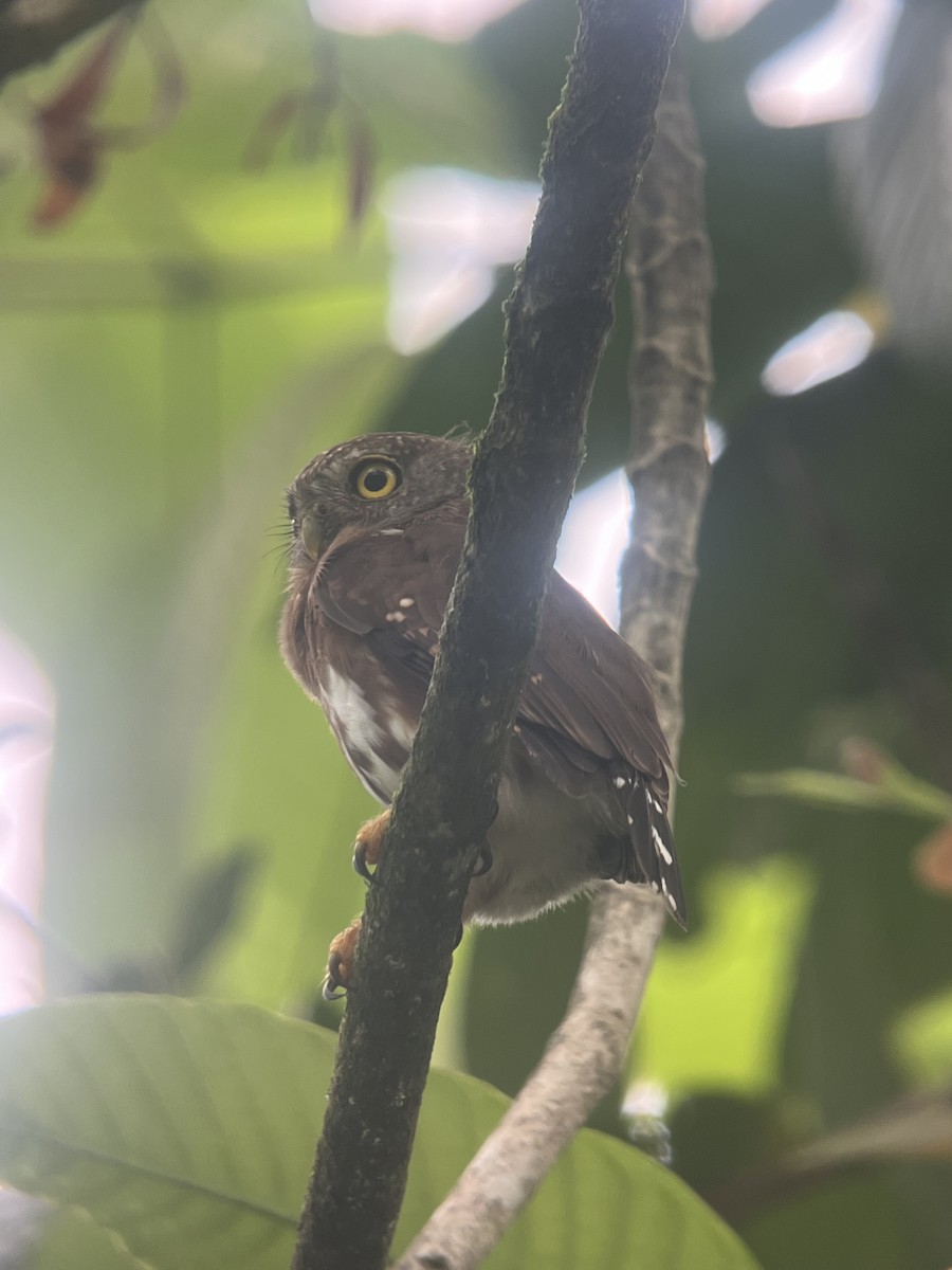 Central American Pygmy-Owl - ML616564626