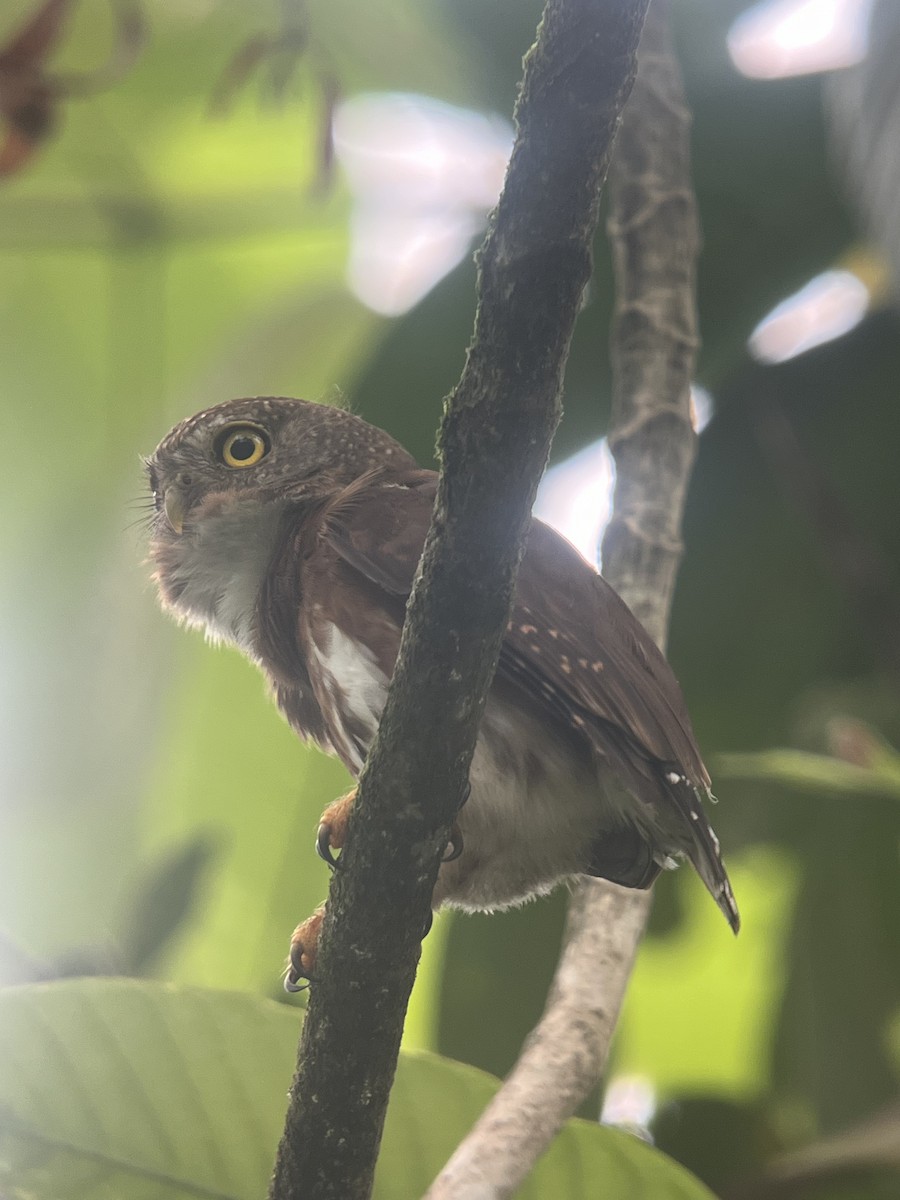 Central American Pygmy-Owl - ML616564631