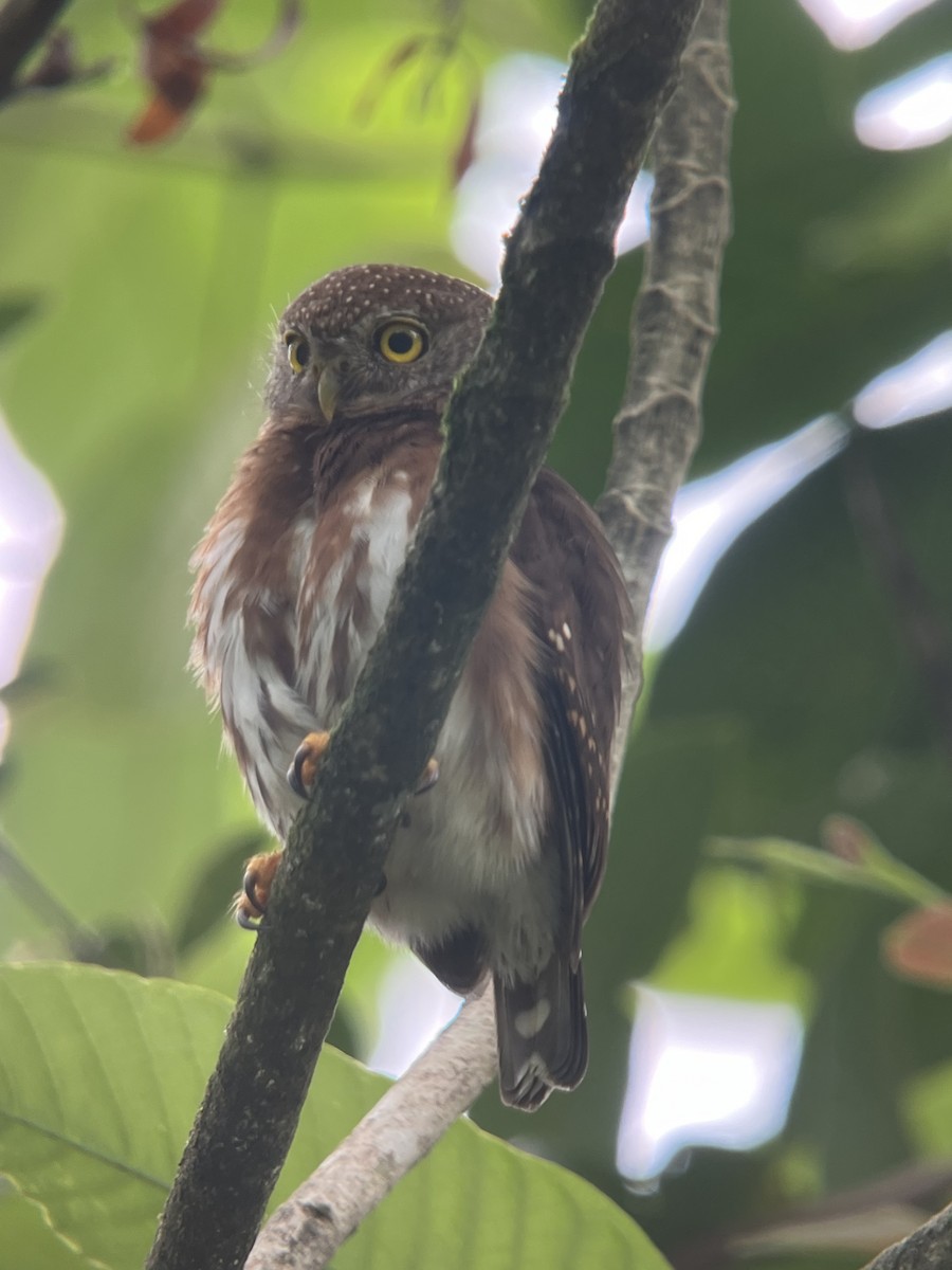 Central American Pygmy-Owl - Rogers "Caribbean Naturalist" Morales