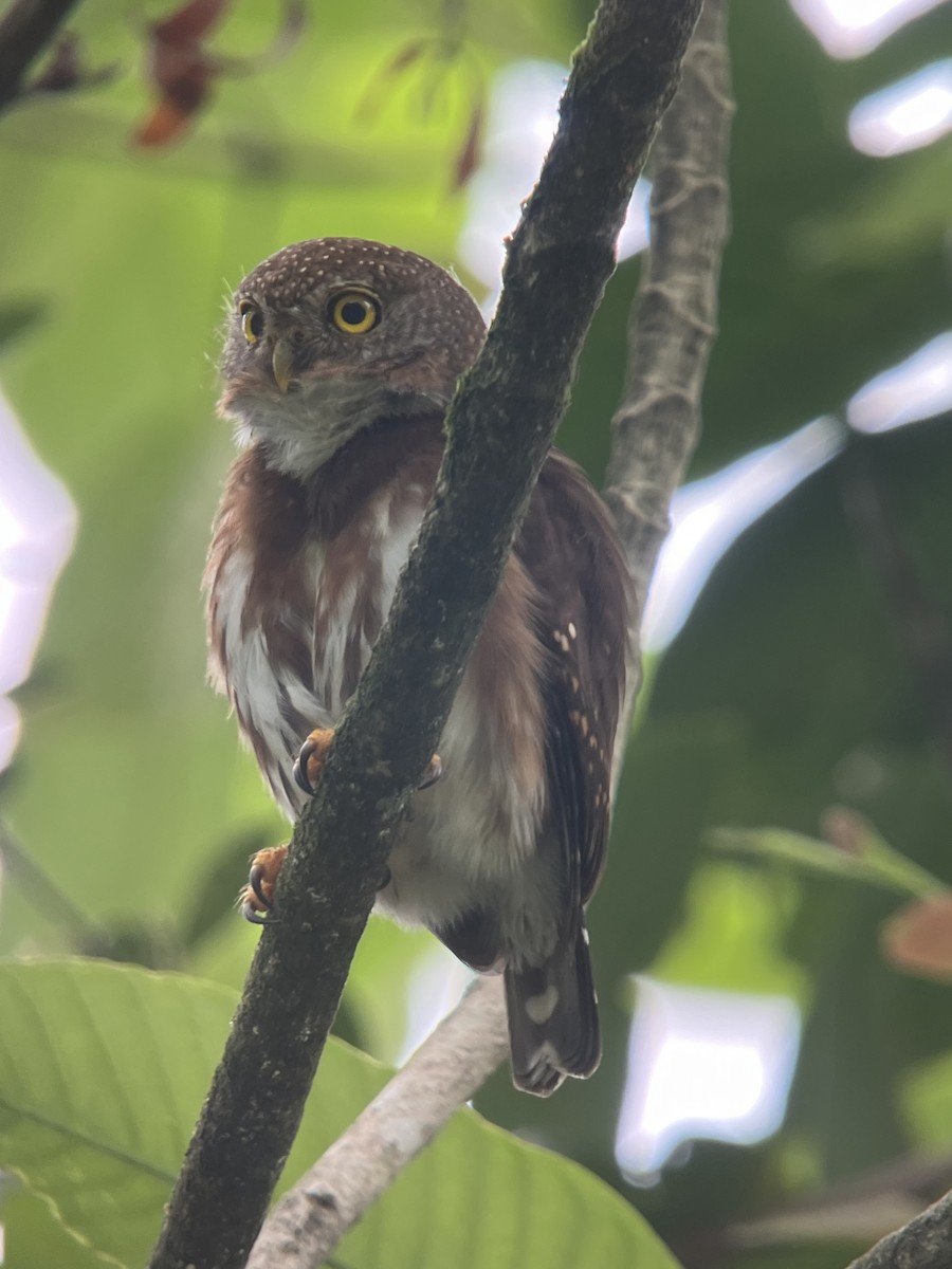 Central American Pygmy-Owl - ML616564652
