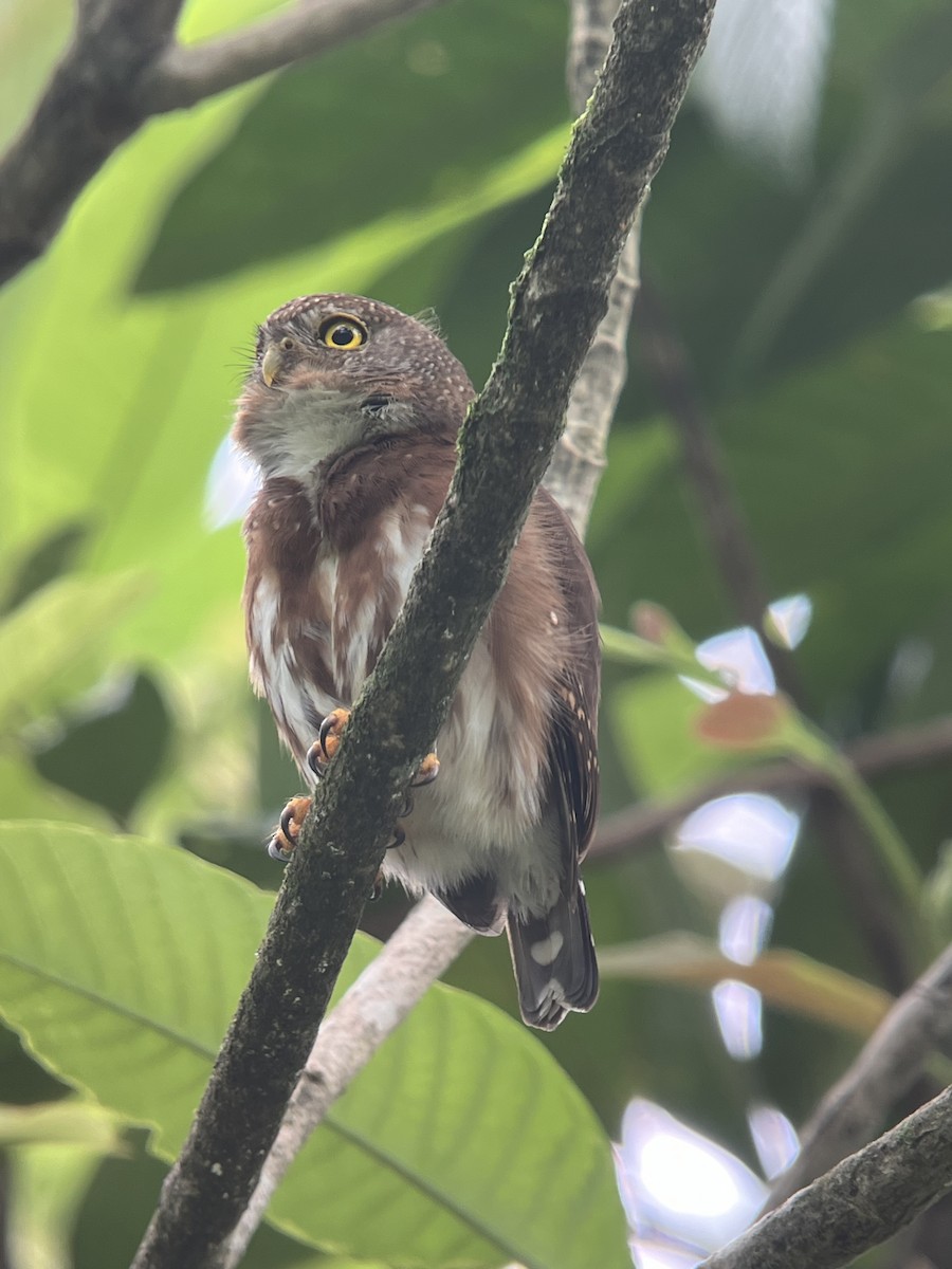 Central American Pygmy-Owl - ML616564653