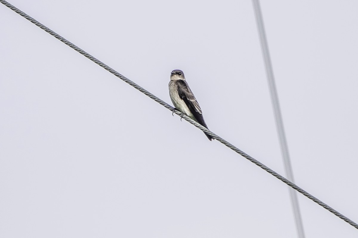 Southern Rough-winged Swallow - ML616564656