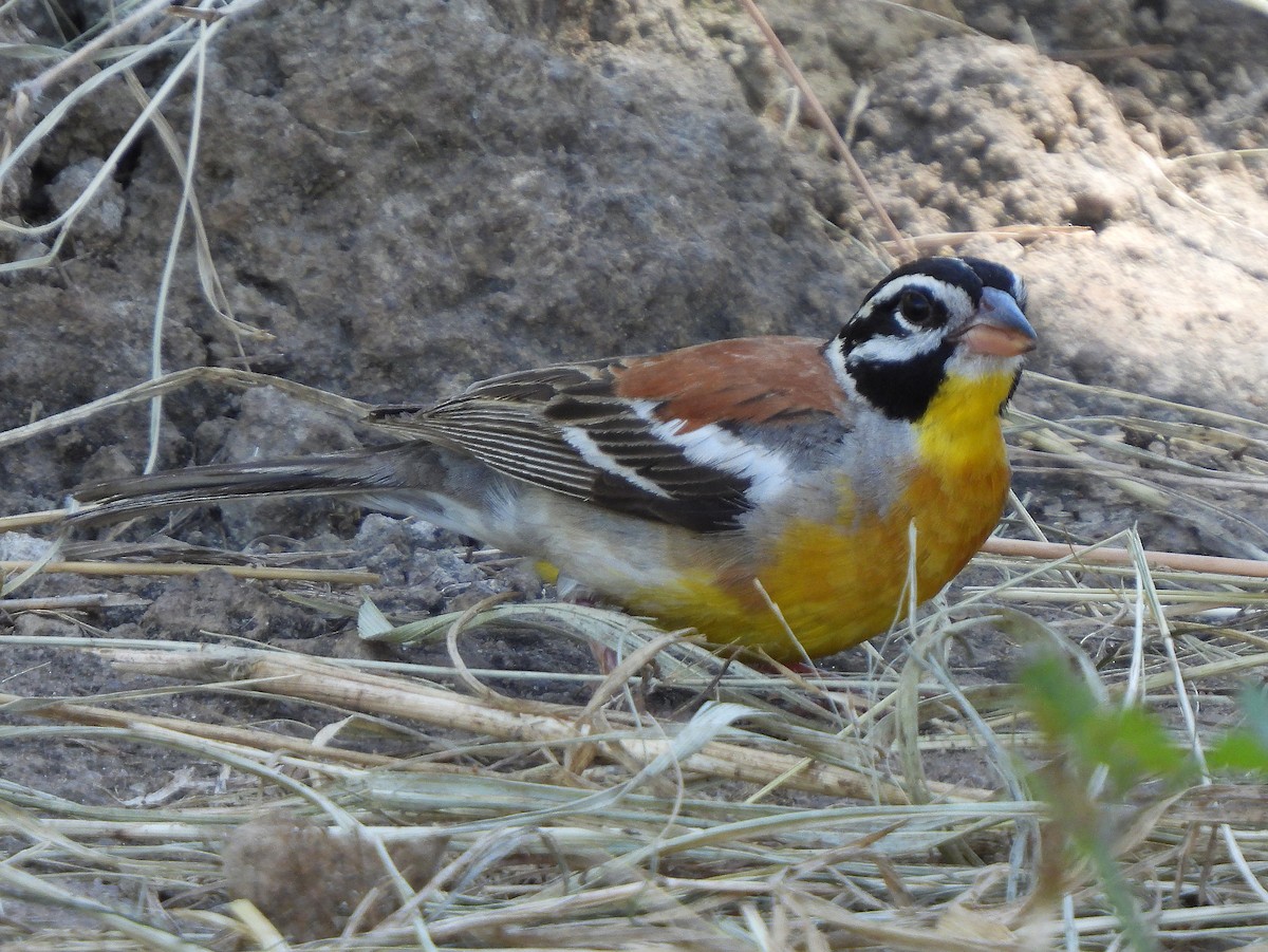 Golden-breasted Bunting - ML616564667
