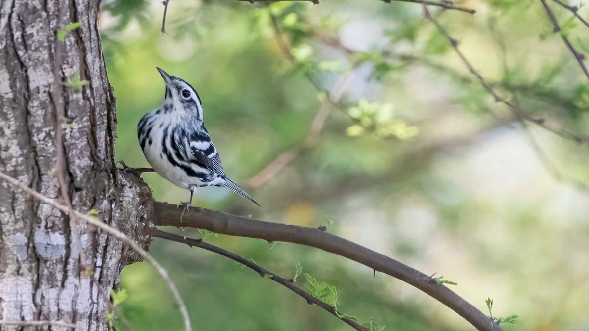 Black-and-white Warbler - ML616564673