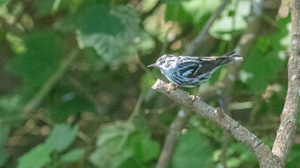 Black-and-white Warbler - ML616564674