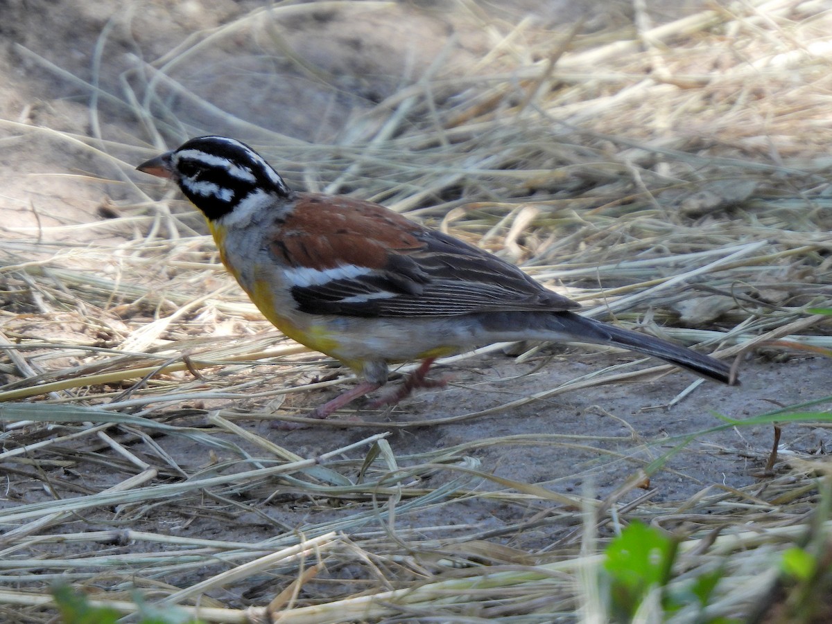 Golden-breasted Bunting - ML616564682