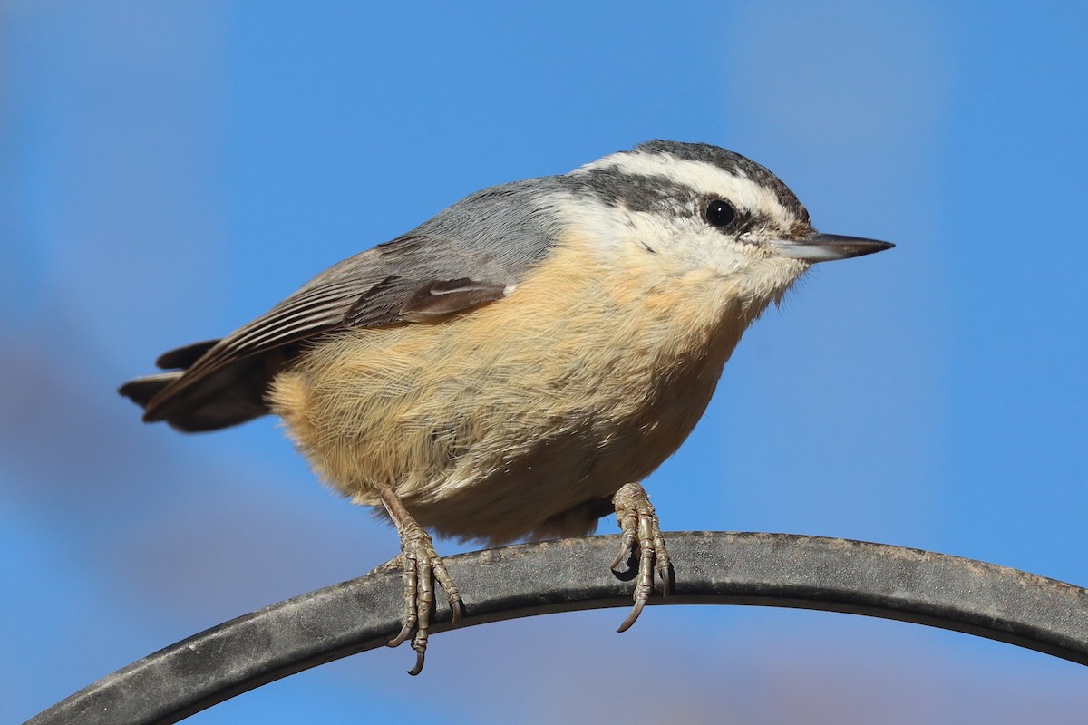 Red-breasted Nuthatch - ML616564683