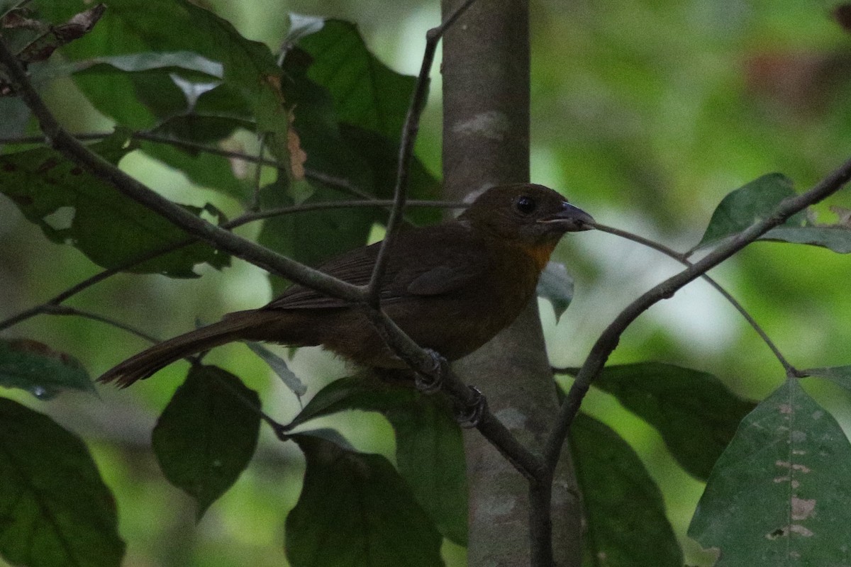 Red-throated Ant-Tanager - ML616564766