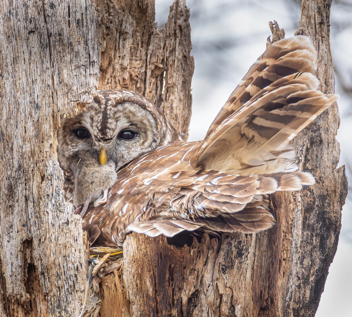 Barred Owl - Gena Flanigen