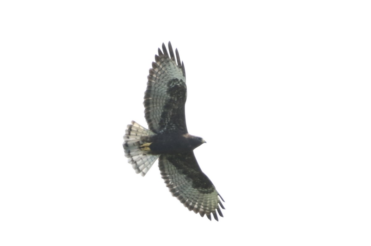 Short-tailed Hawk - ML616564891