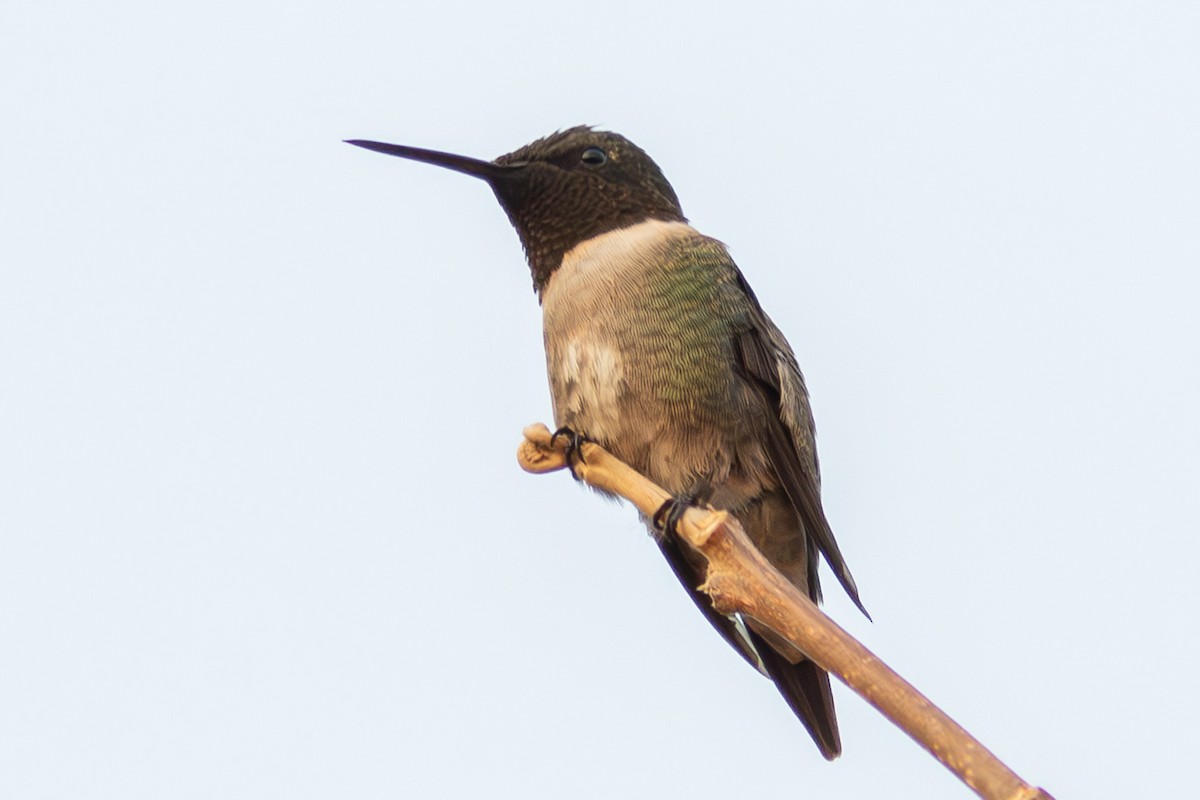 Ruby-throated Hummingbird - ML616564901